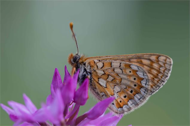 Damier de la succise - D. Ernst