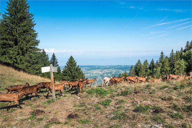 Le col de l'Aiguille et sa vue sur le Lac Léman - Lucie Tanguy / Vallée d'Aulps Tourisme