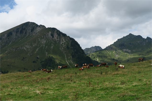 Randonnée à pied au Col Ratti_La Côte-d'Arbroz - Yvan Tisseyre / OT Vallée d'Aulps