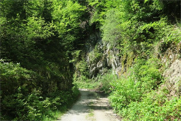 Sentier forestier - Victor Demilly