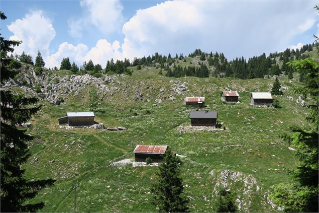 Alpage de Nifflon d'en haut - Haute-Savoie - Victor Demilly / Vallée d'Aulps Tourisme