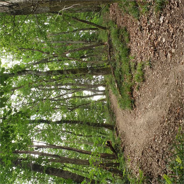 Circuit pédestre : Du plateau de La Boisse aux hauteurs de Montluel - Mairie La Boisse
