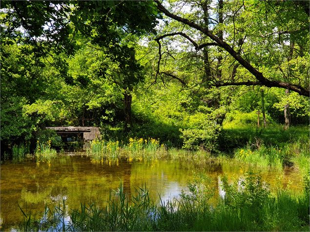 Circuit pédestre Balan : Entre Lônes et Rhône - OT 3CM