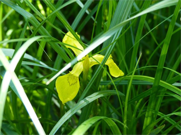 Circuit pédestre Balan : Entre Lônes et Rhône - OT 3CM