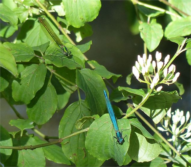 Circuit pédestre Balan : Entre Lônes et Rhône - OT 3CM