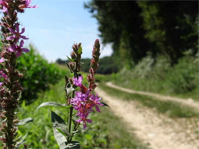 Circuit pédestre Balan : Entre Lônes et Rhône - OT 3CM
