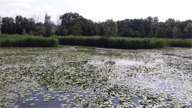 Etangs de Crosagny - ML Frescurat