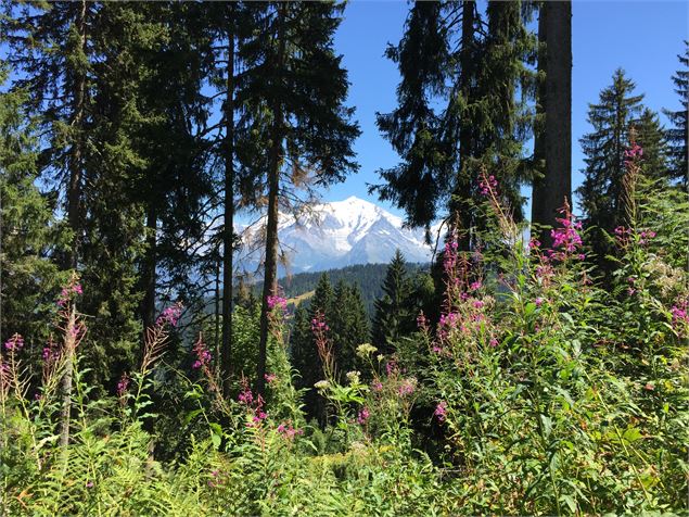 Fleurs et vue Mont-Blanc - © Cordon Tourisme