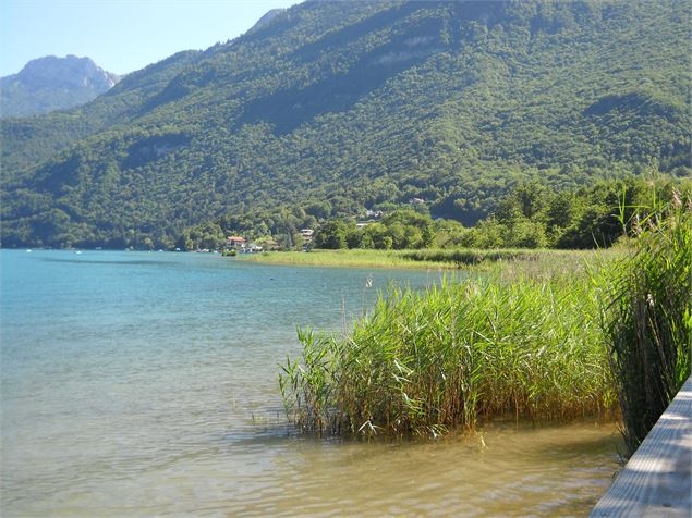le marais vu de la plage - Aster