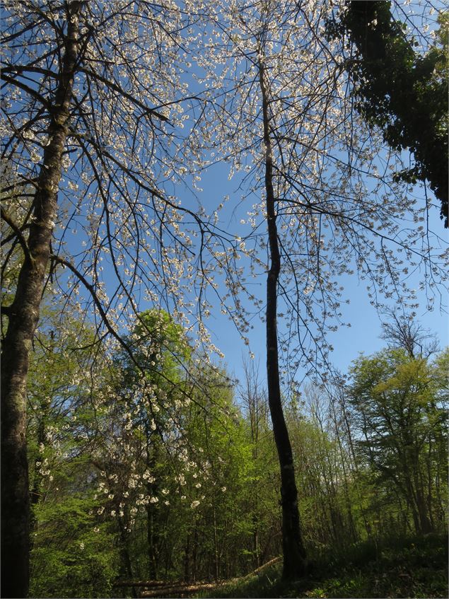 Arbres en fleurs sur le parking du Poteau