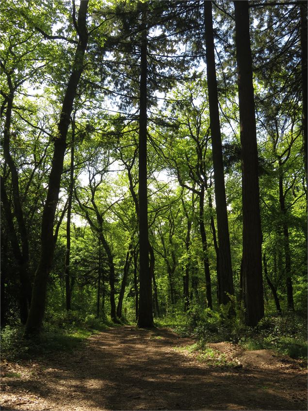 La forêt de Corsuet - Johanna GAUTHIER
