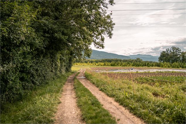 Plateau de Loëx_Bonne - Brice Souvansanouk