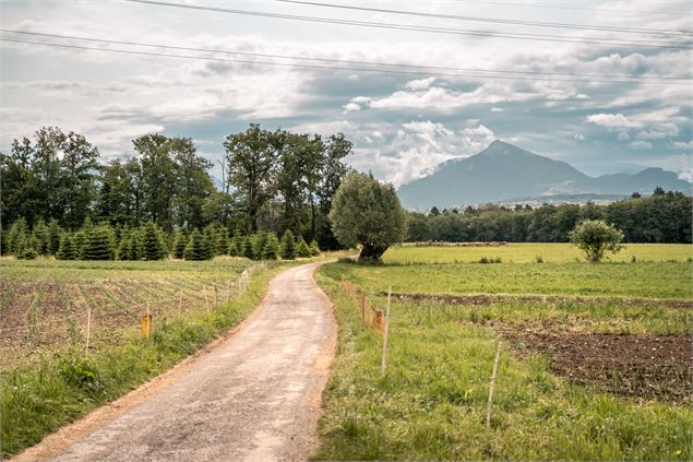 Plateau de Loëx_Bonne - Brice Souvansanouk