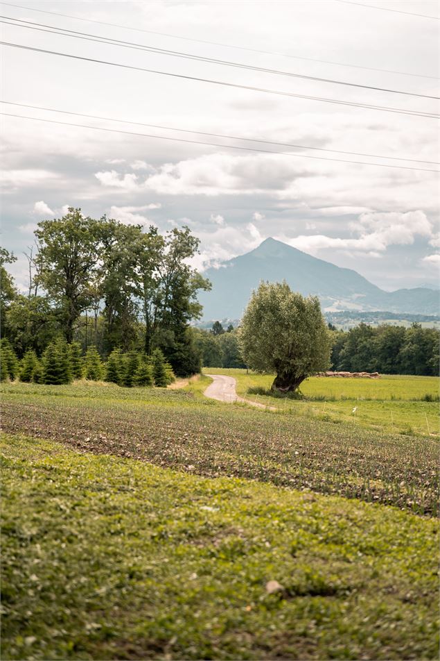 Plateau de Loëx_Bonne - Brice Souvansanouk