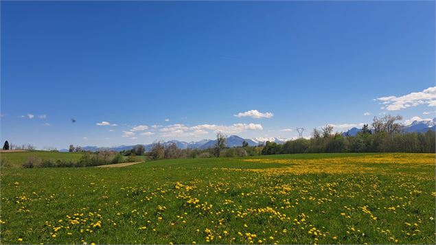 Paysage du plateau - Alter Alpa Tourisme