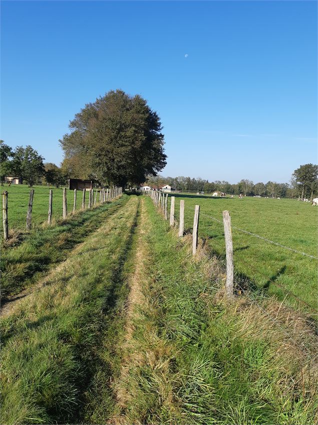 Attignat - Confluence de la Reyssouze et du Jugnon - scalland