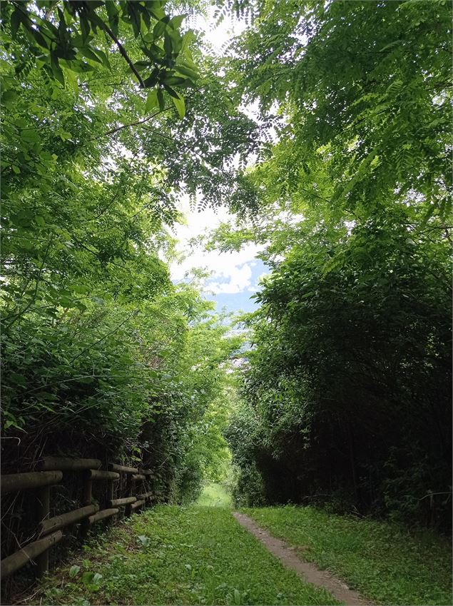 Sentier - Grand Lac