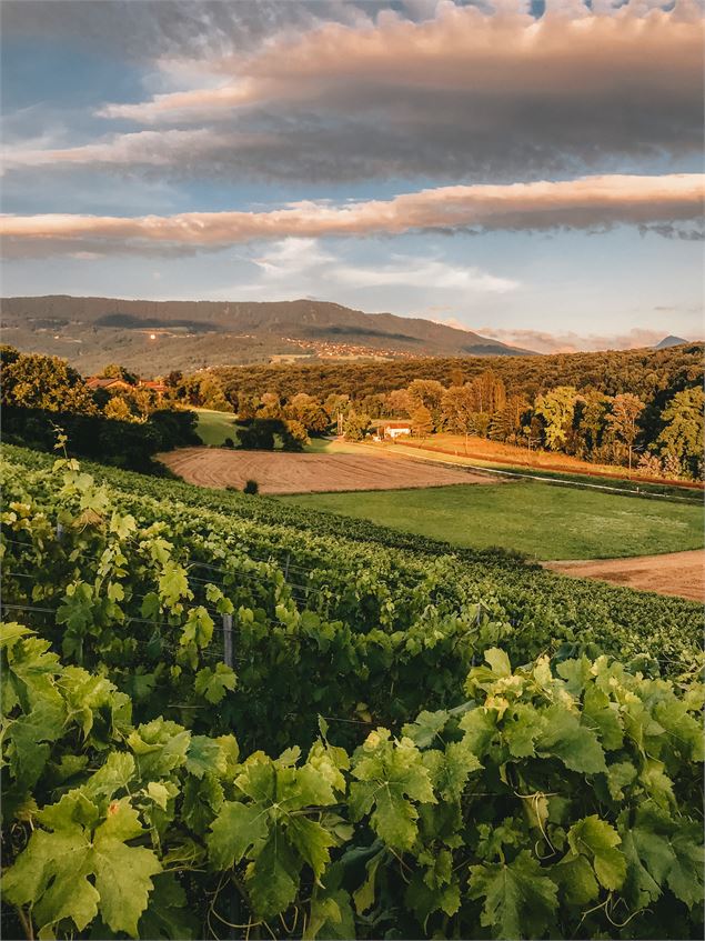Point de Vue Vignes de Carra_Ville-la-Grand - Brice_Souvansanouk