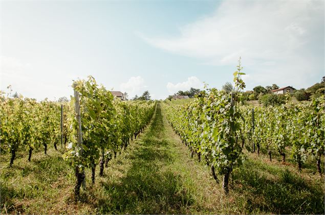 Point de Vue Vignes de Carra_Ville-la-Grand - Brice_Souvansanouk