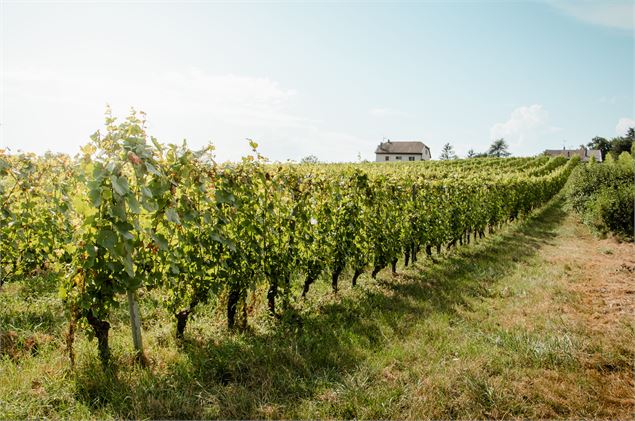 Point de Vue Vignes de Carra_Ville-la-Grand - Brice_Souvansanouk