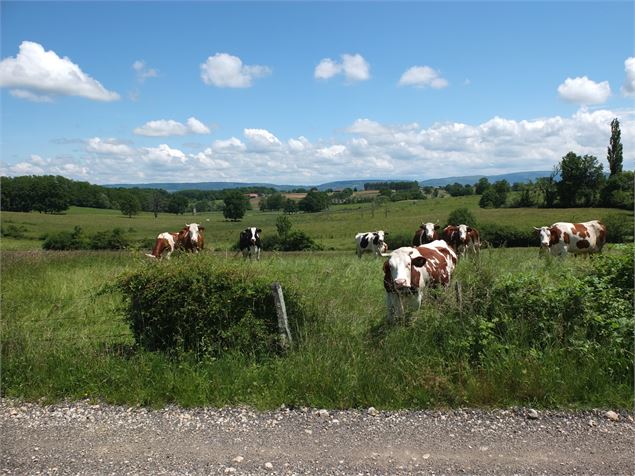 Paysage de Bresse - scalland