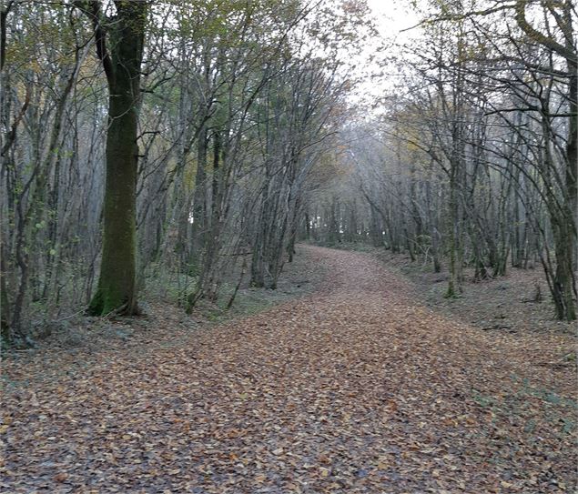 Forêt de Fougemagne - S CALLAND