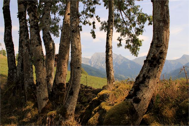 Aravis depuis les bois - OT Manigod