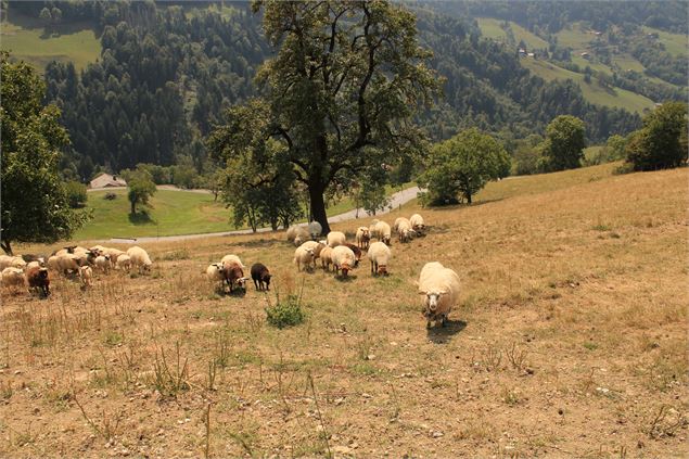Troupeau moutons - OT Manigod