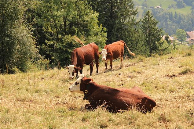 Troupeau vaches - OT Manigod