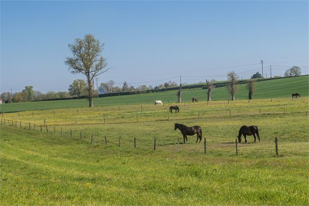 Chevaux - M Zeilfelder