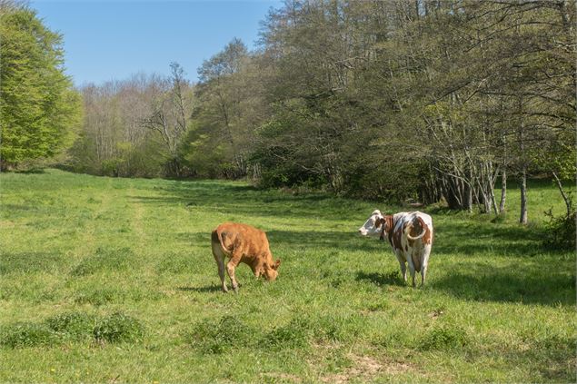 Vaches - M Zeilfelder