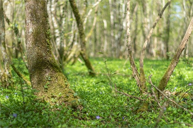 Forêt de Chassagne - M Zeilfelder