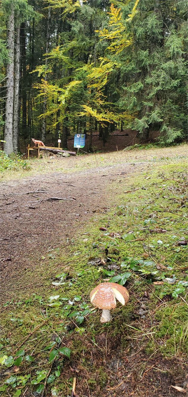 Balade - La piste des animaux - Pascal Hanot - HautBugey agglomération