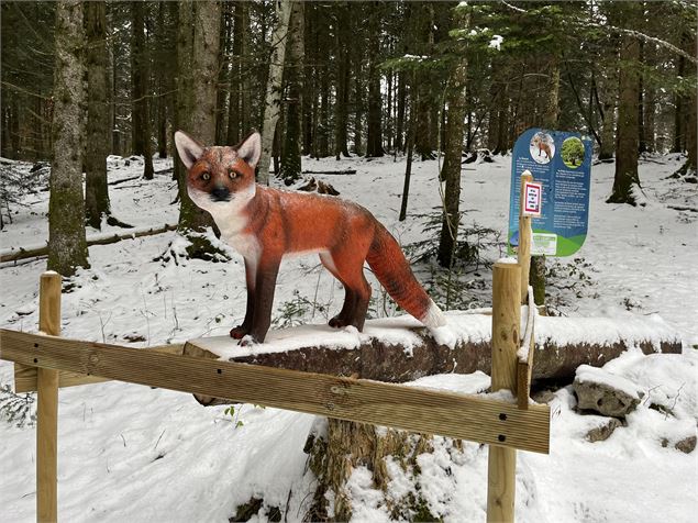 La piste des animaux en hiver - Pascal Hanot - HautBugey agglomération