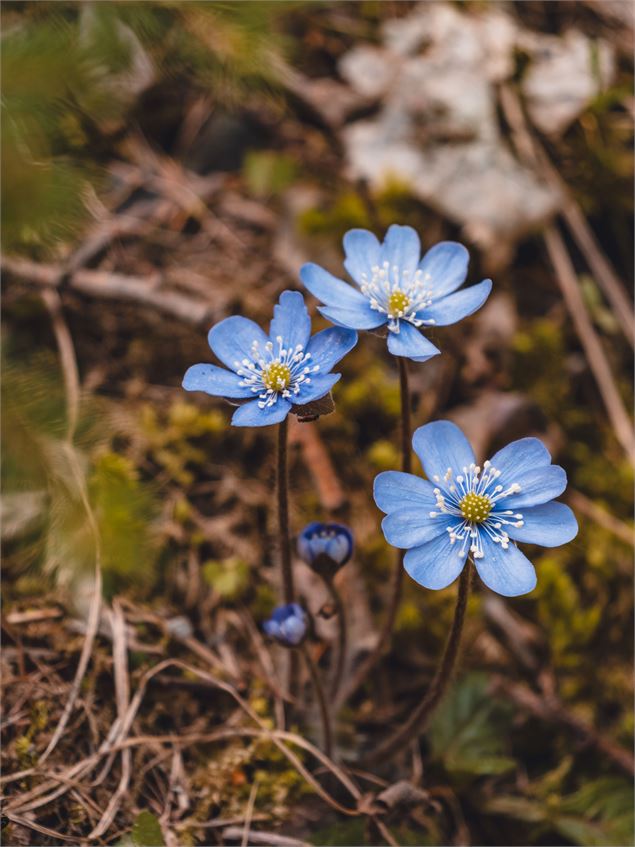 Photo de fleurs au printemps au Corbier - Office de Tourisme Le Corbier©
