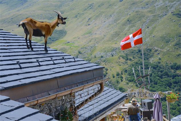 L'été, visite de ferme d'alpage 
