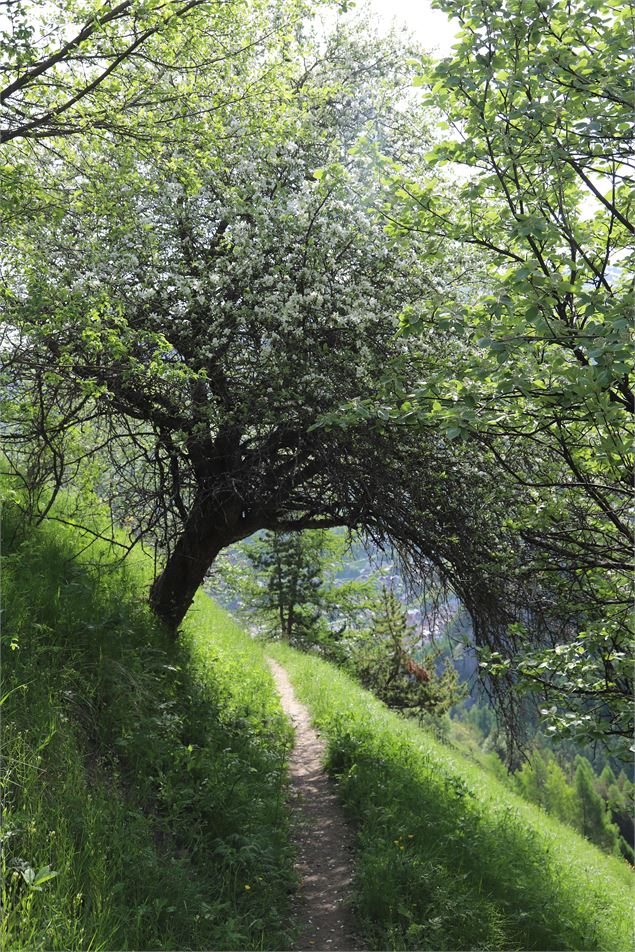 Boucle les Gorges de l’Enfer par Poingt Ravier - Itinéraire de trail_Valloire - Alban PERNET / Vallo