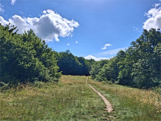 Chemin de la clairière - Grand Lac