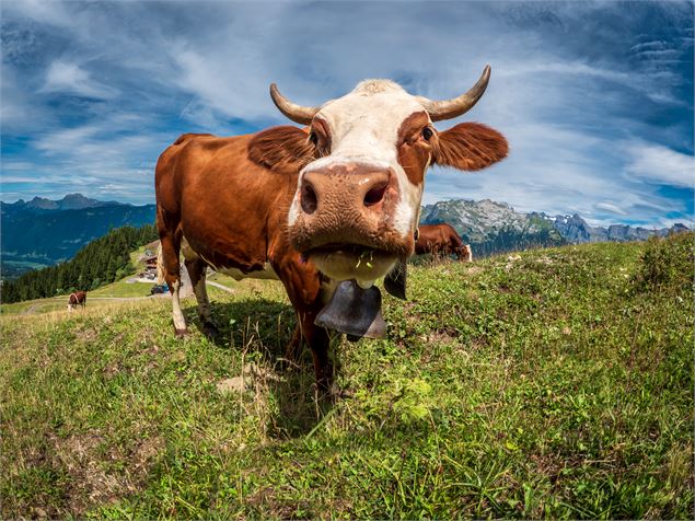 Vache - Ot Samoëns