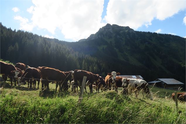 Vaches Abondance devant le Pic de la Corne - Victor Demilly / Vallée d'Aulps Tourisme