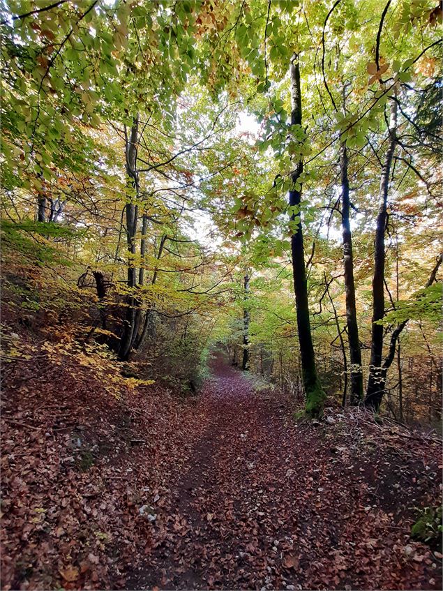 Sentier en forêt - CAMT