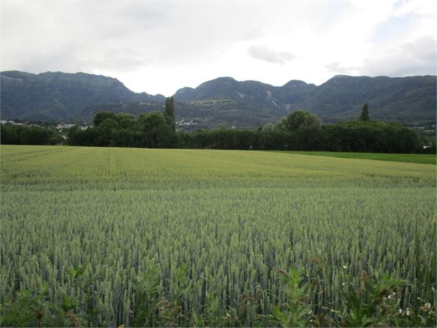 Vue depuis le chemin - ©AMbarbe