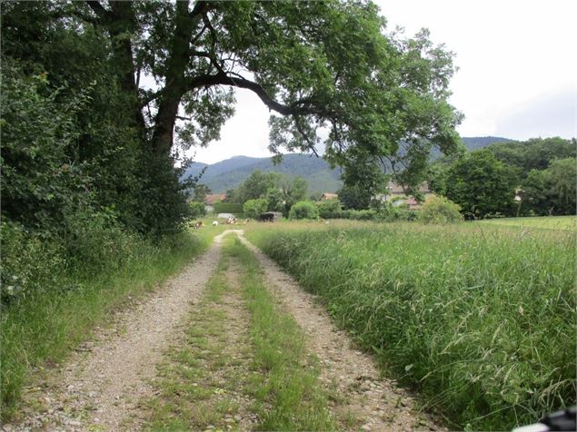 Chemin vélo - ©AMbarbe