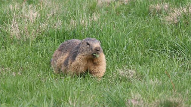 colonie-marmottes-les-saisies - P. Somelet