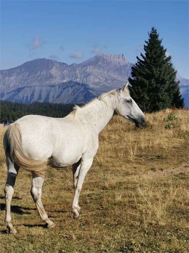 Un cheval blanc - Maud