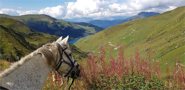 Un cheval sur un point de vue du Beaufortain - Maud