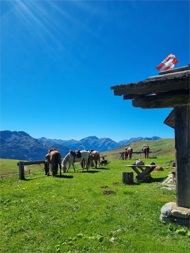 Des chevaux dans une prairie verdoyante - Maud