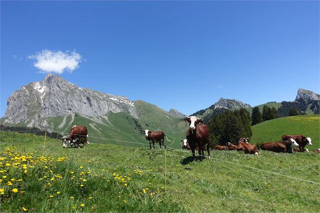 Vaches Abondance à La Raille - OTI PEVA