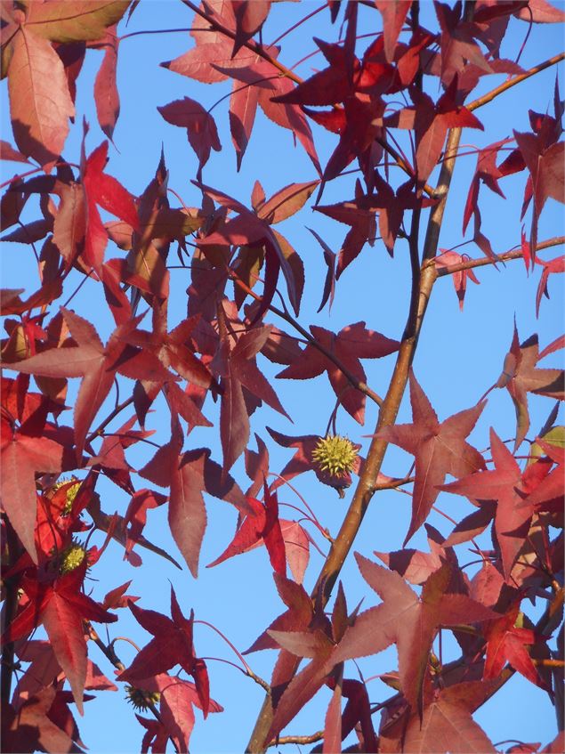  - association Arbres et Nature
