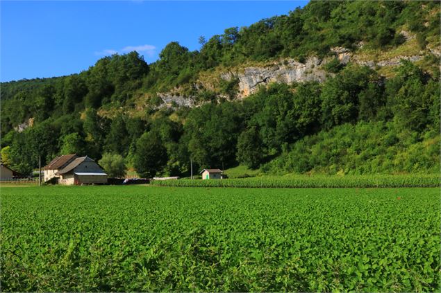 Randonnée : le tour de Groslée - M.Ballet - OT Bugey Sud Grand Colombier